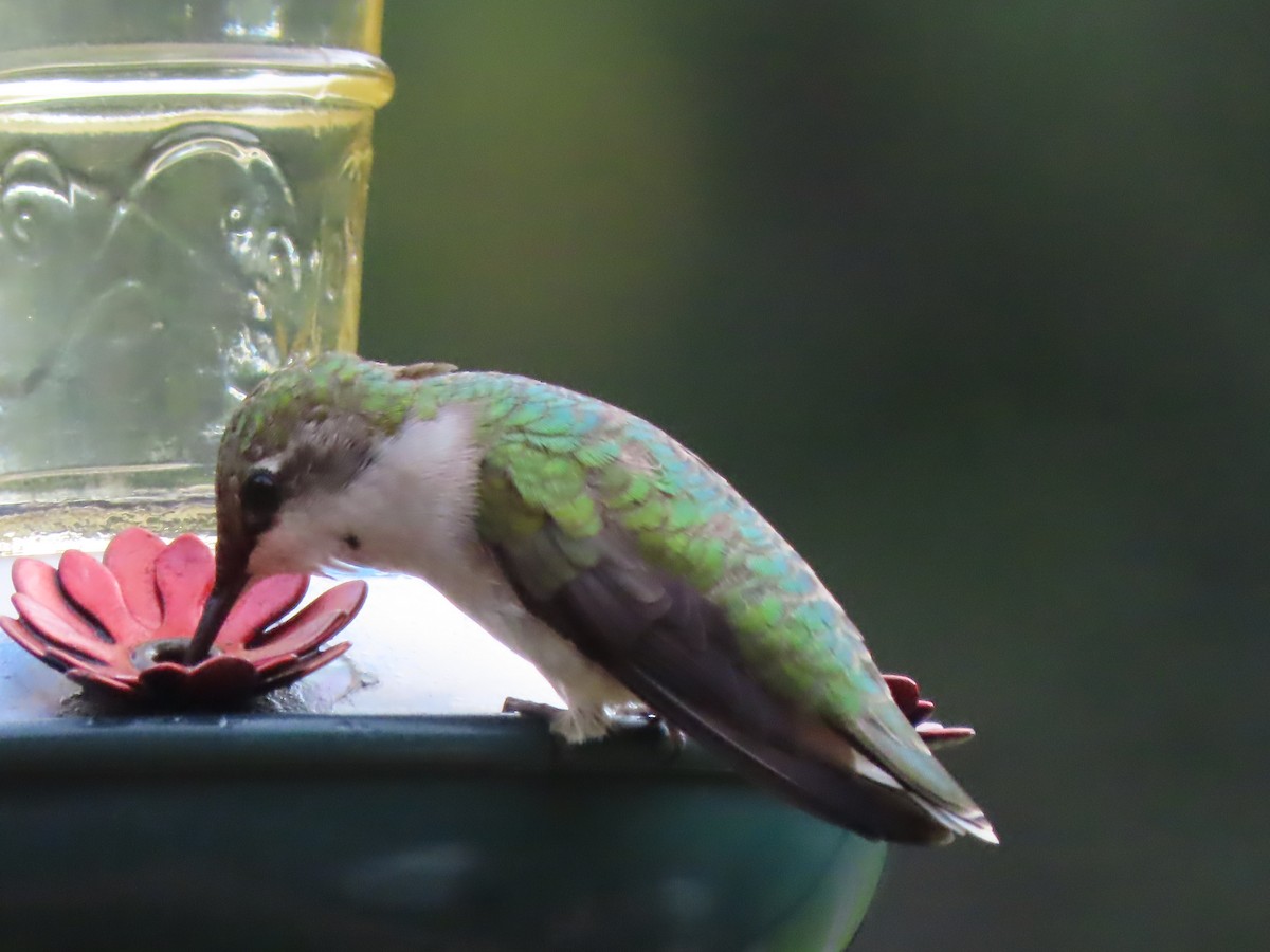 Ruby-throated Hummingbird - ML620483631