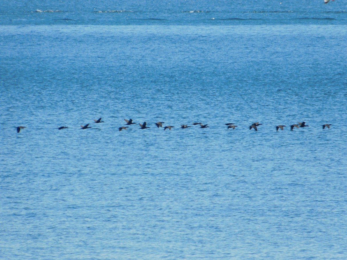 Double-crested Cormorant - ML620483632