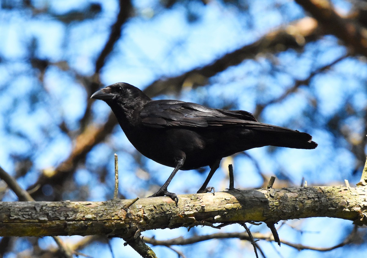 American Crow - ML620483638