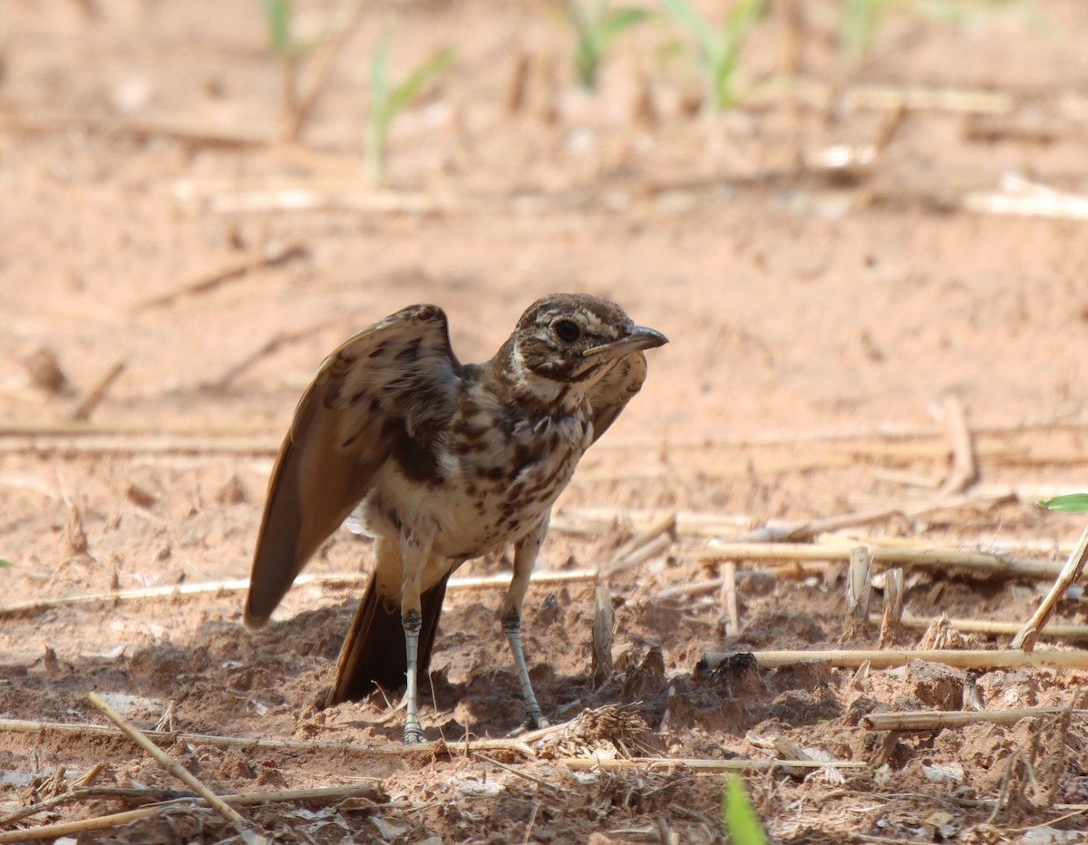 Dusky Lark - Frank Willems - Birding Zambia