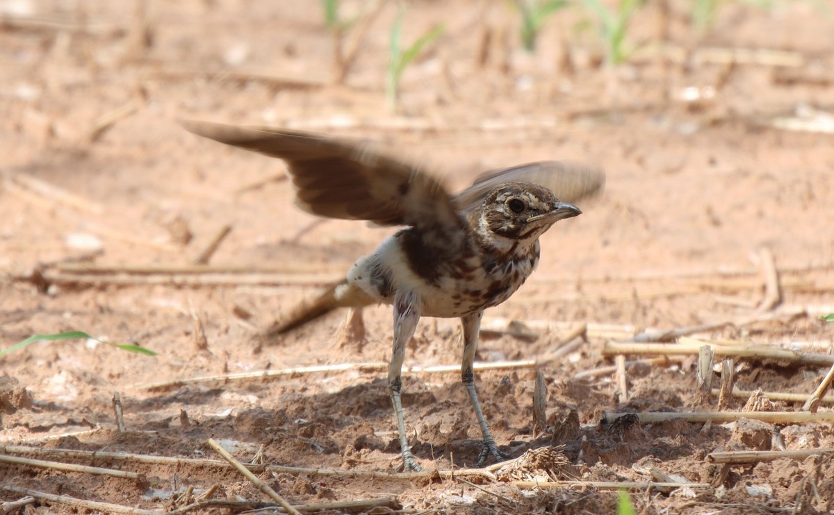 Dusky Lark - ML620483640