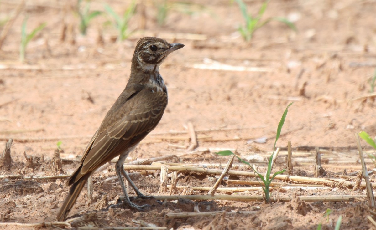 Dusky Lark - ML620483641