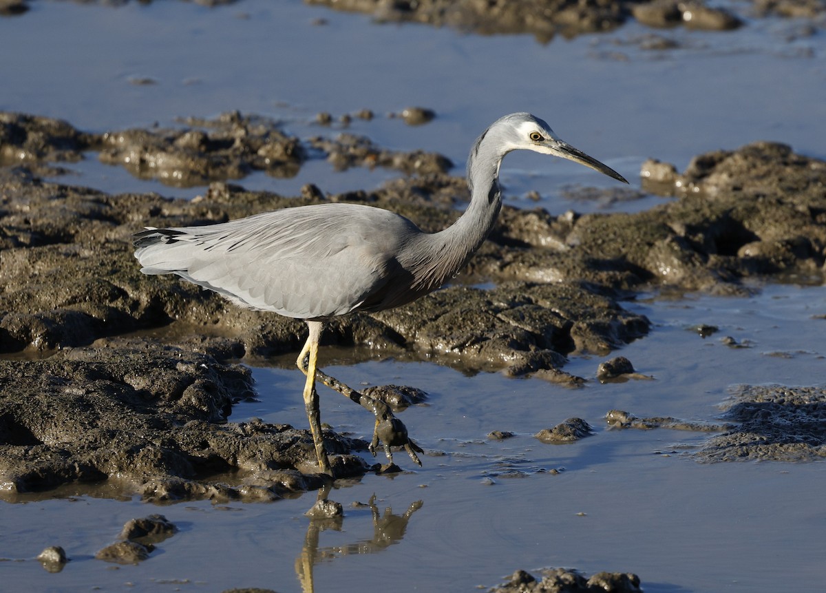 White-faced Heron - ML620483642