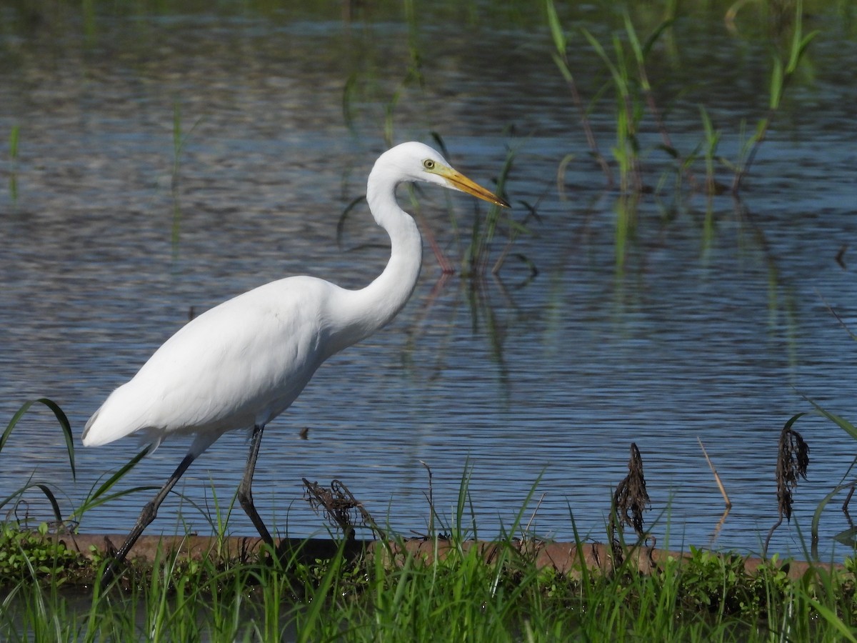 Medium Egret - ML620483658