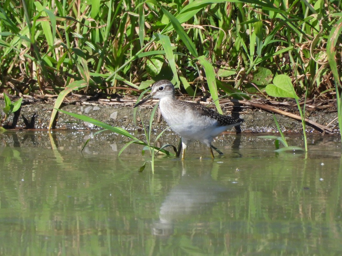 Bruchwasserläufer - ML620483660