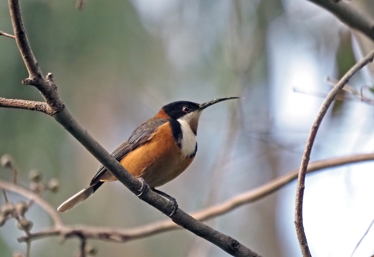 Eastern Spinebill - ML620483662