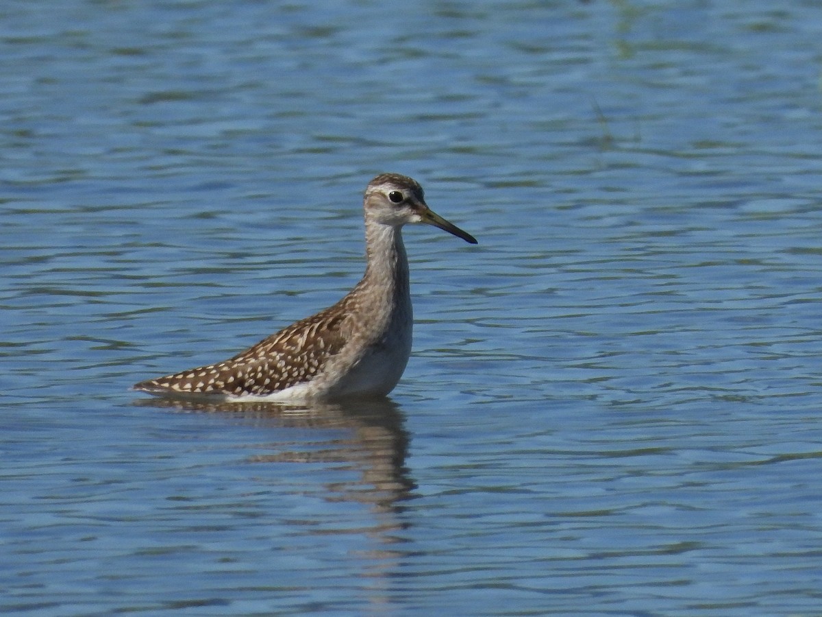 Wood Sandpiper - ML620483667