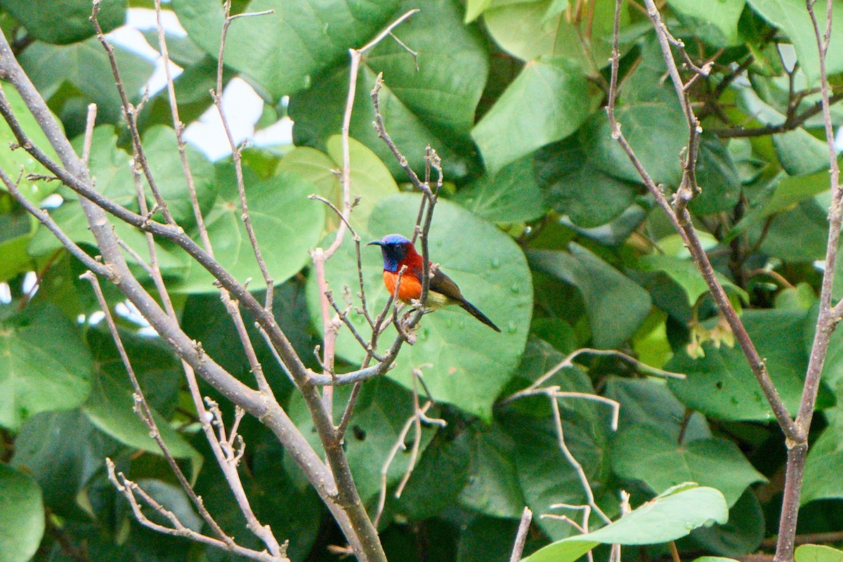 Black-throated Sunbird - ML620483669