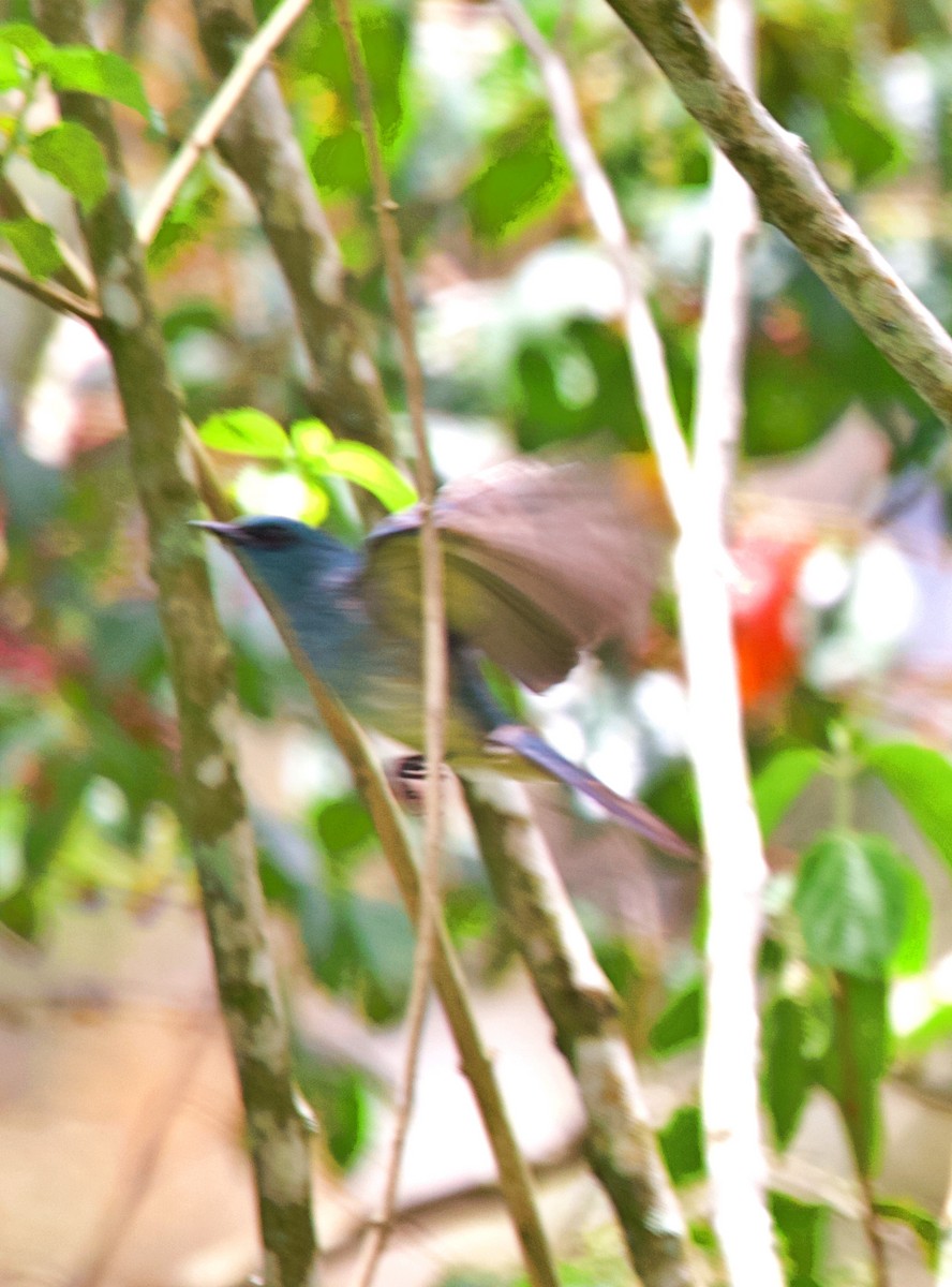 Turquoise Flycatcher - ML620483676