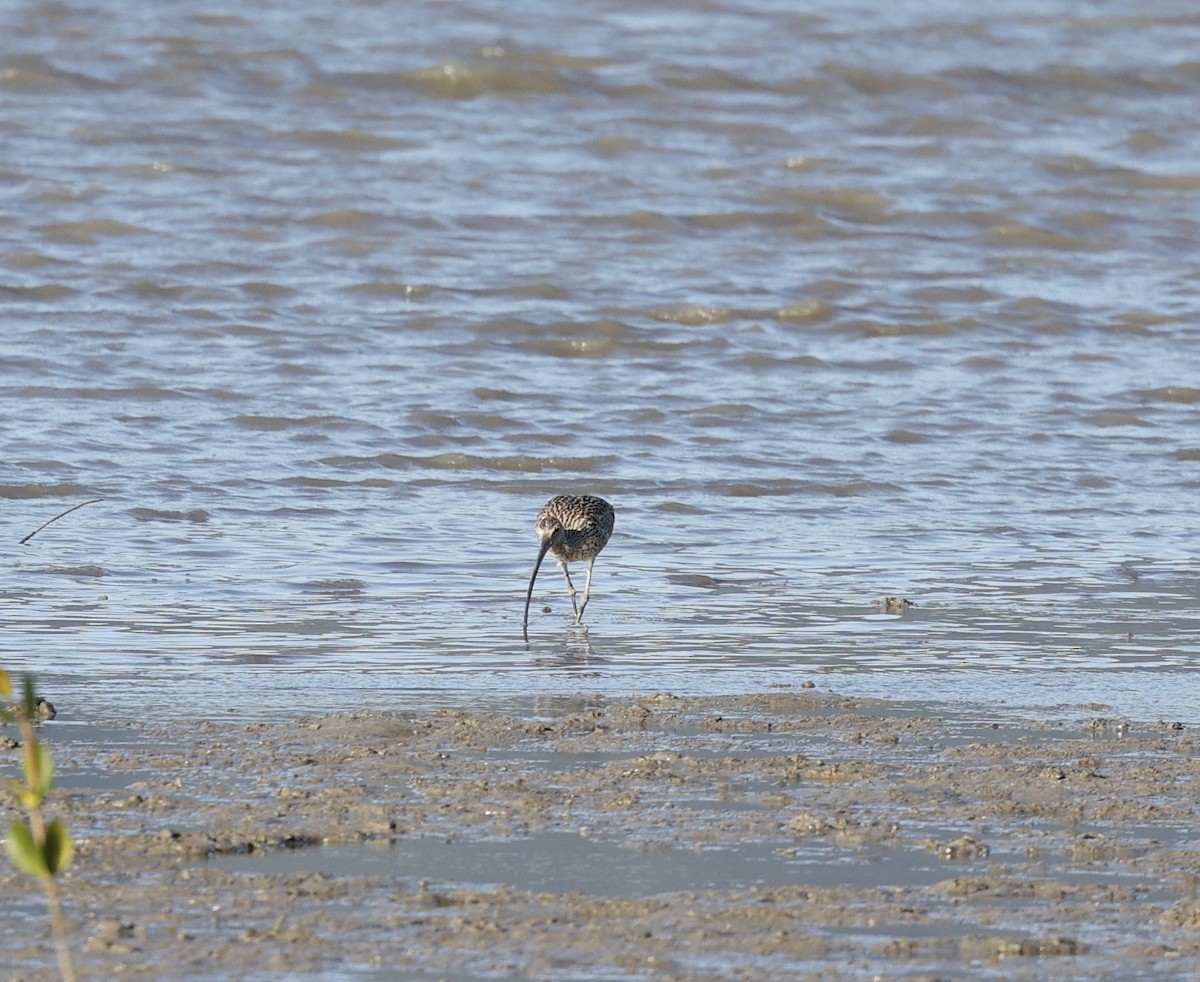 Far Eastern Curlew - ML620483680