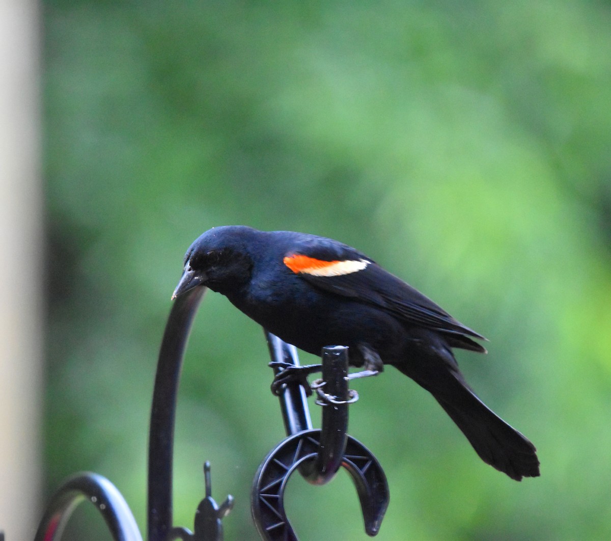 Red-winged Blackbird - ML620483681