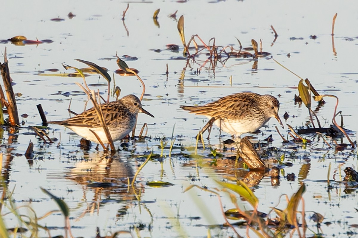 White-rumped Sandpiper - ML620483692