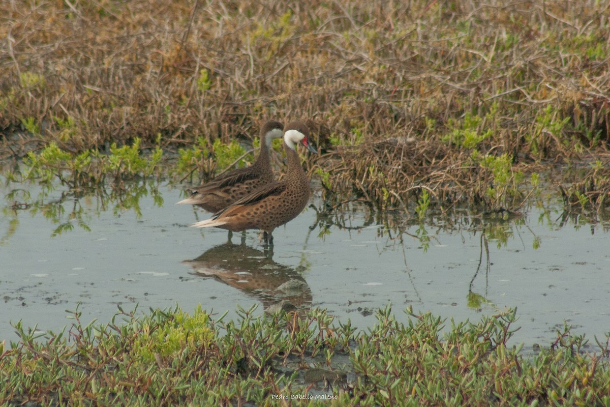 White-cheeked Pintail - Pedro Cabello Maleno