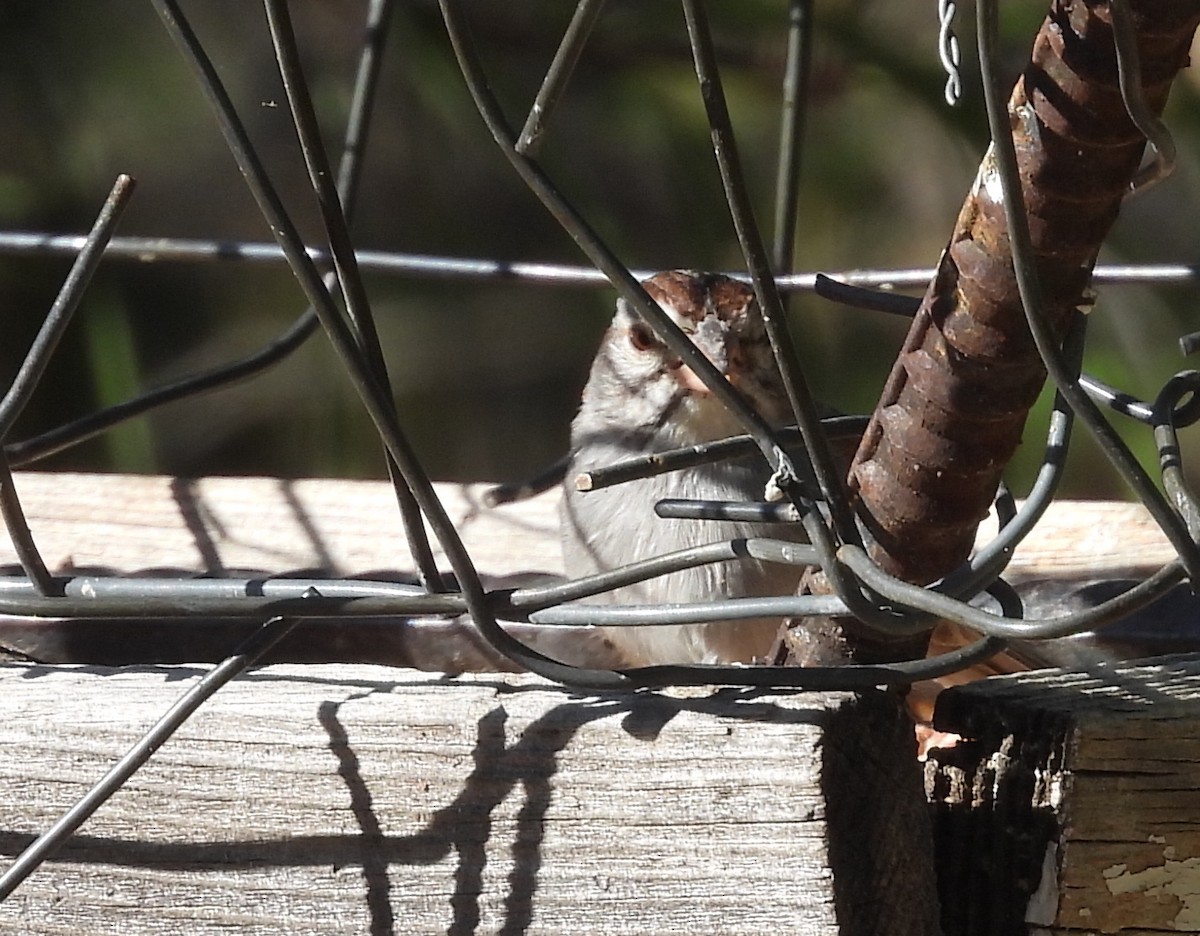 Rufous-winged Sparrow - ML620483710