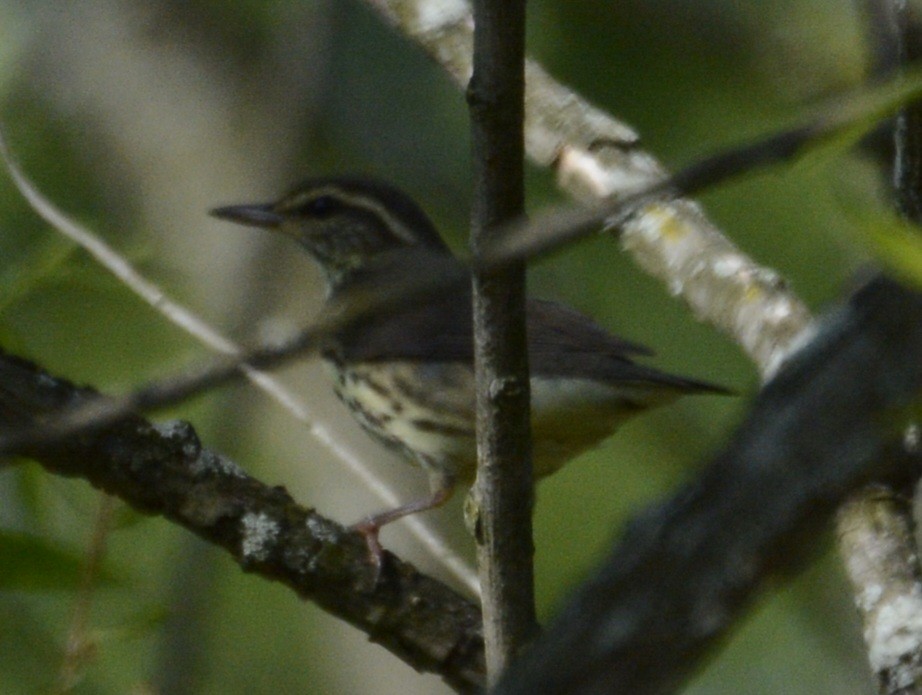 Northern Waterthrush - ML620483713