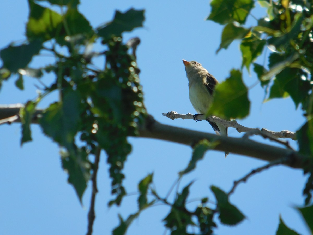 Willow Flycatcher - Arrow Z L