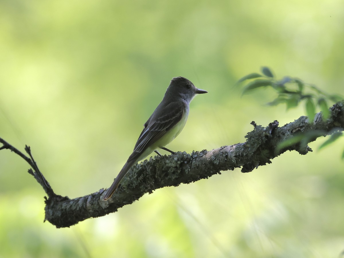 Great Crested Flycatcher - ML620483717