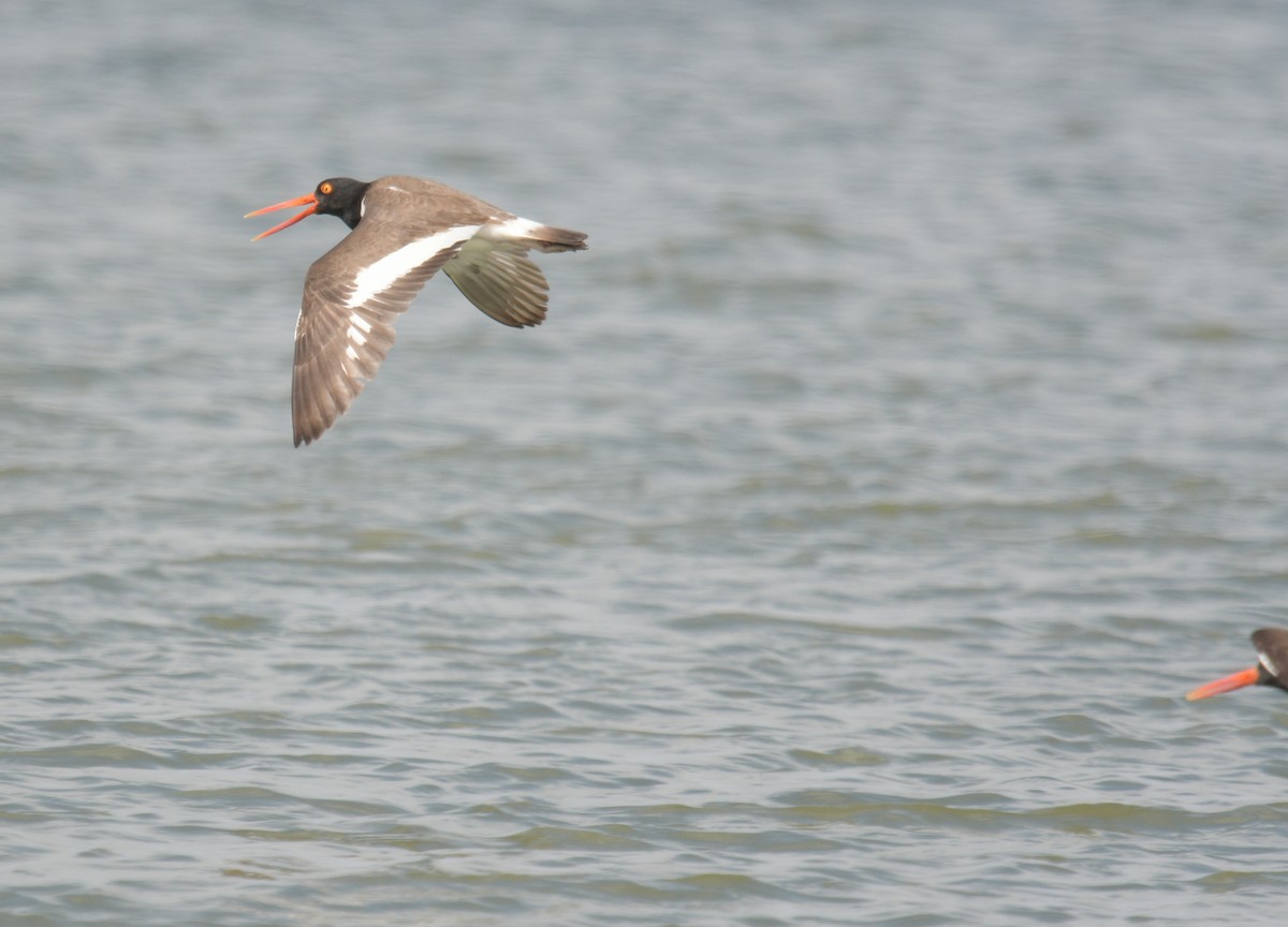 American Oystercatcher - Margaret Poethig