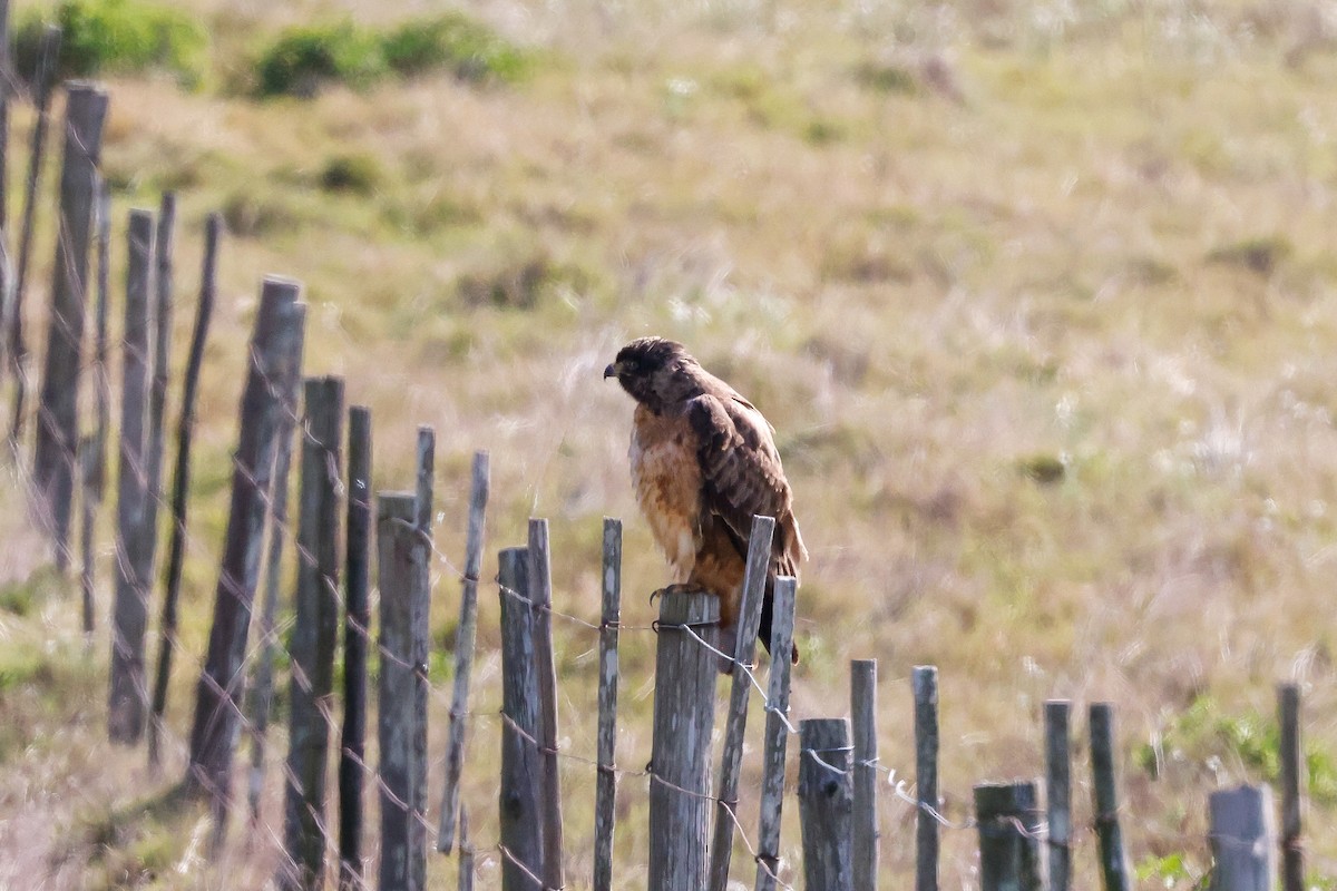 Jackal Buzzard - ML620483727