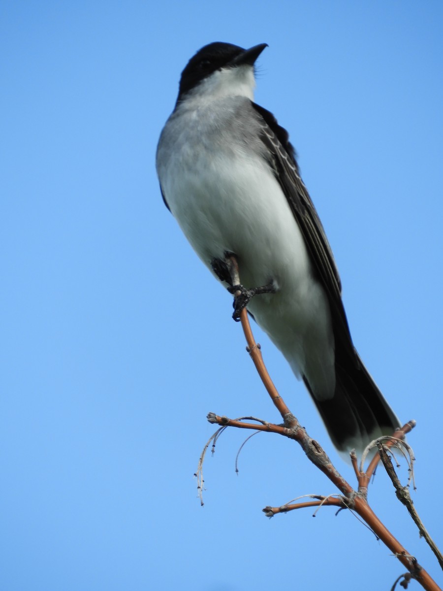 Eastern Kingbird - ML620483728