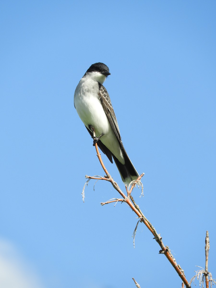 Eastern Kingbird - ML620483729