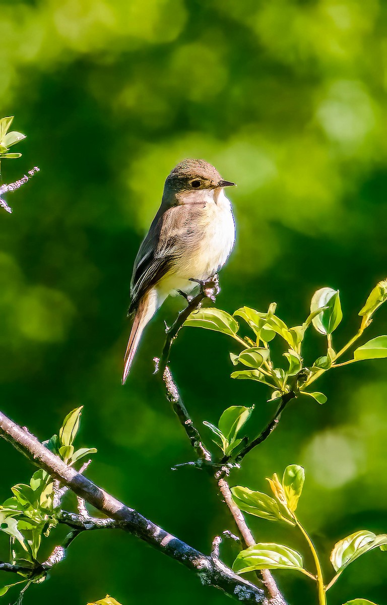 Alder Flycatcher - ML620483731