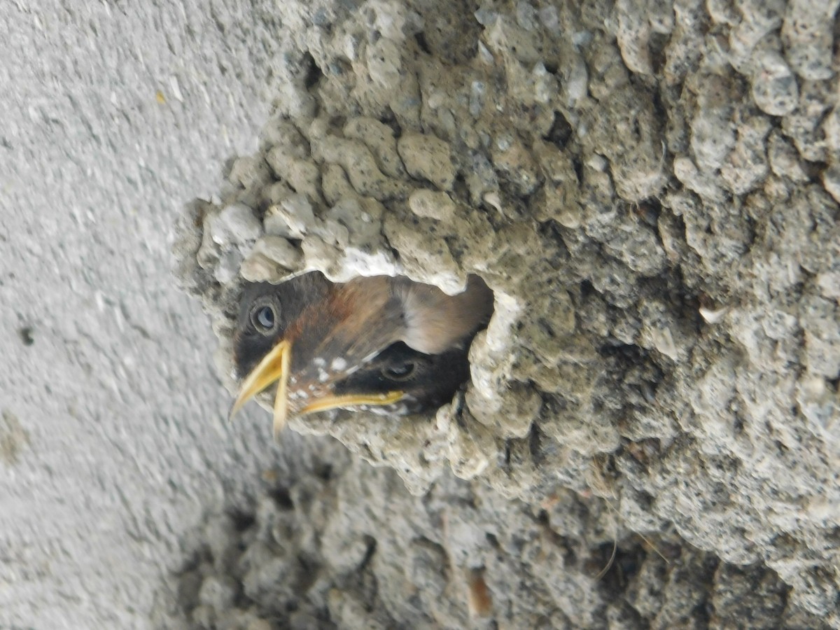 Cliff Swallow - ML620483732