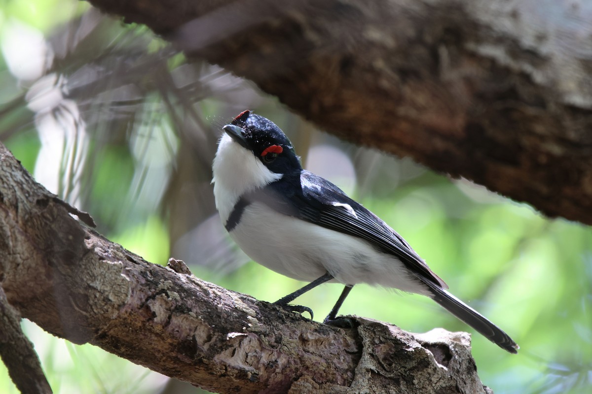 Black-throated Wattle-eye - ML620483733