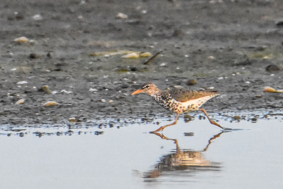 Spotted Sandpiper - ML620483738