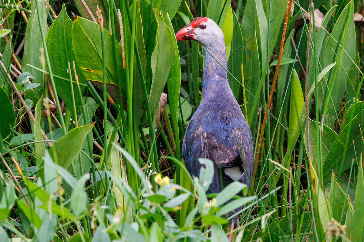 Gray-headed Swamphen - ML620483740