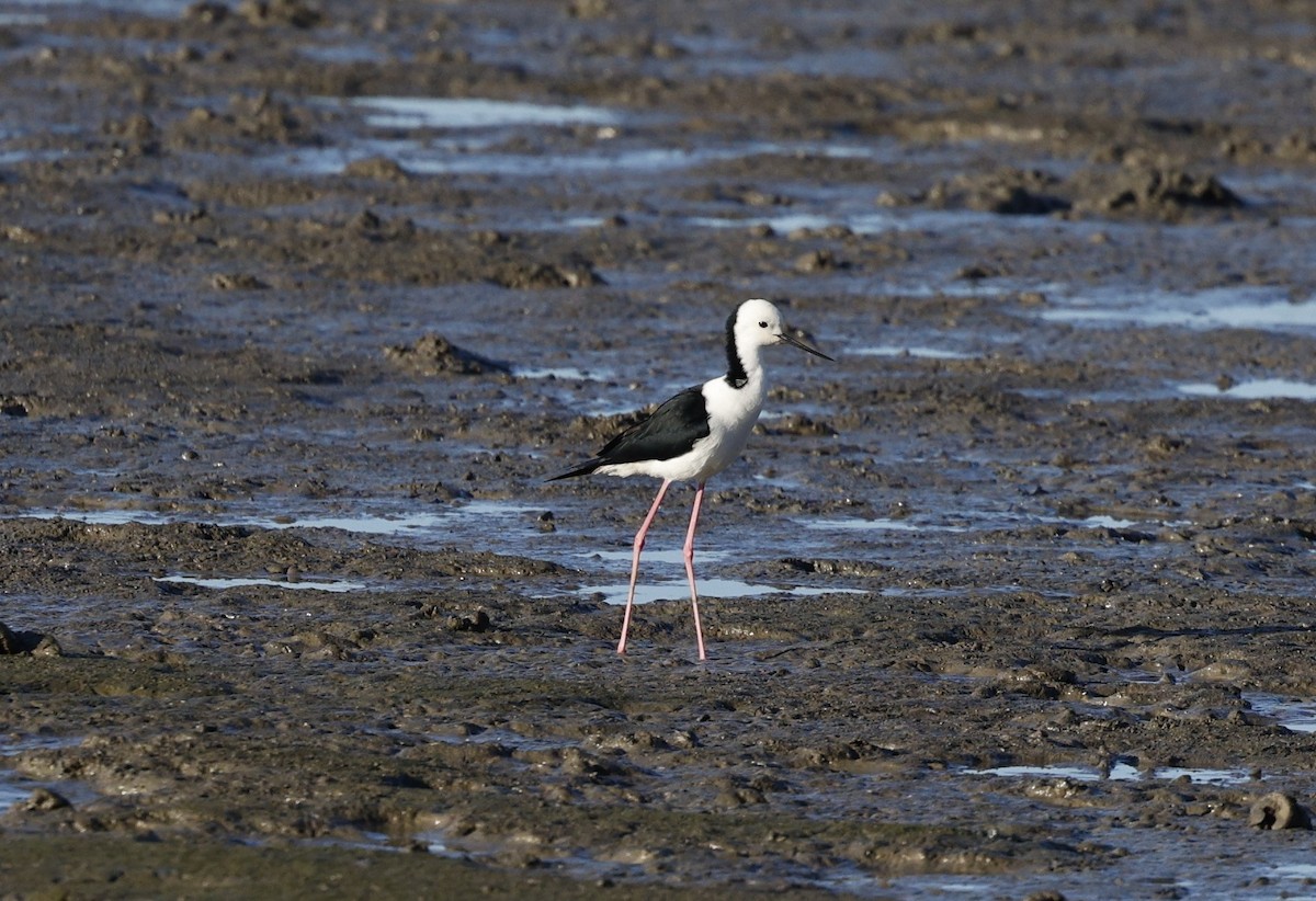 Pied Stilt - ML620483742