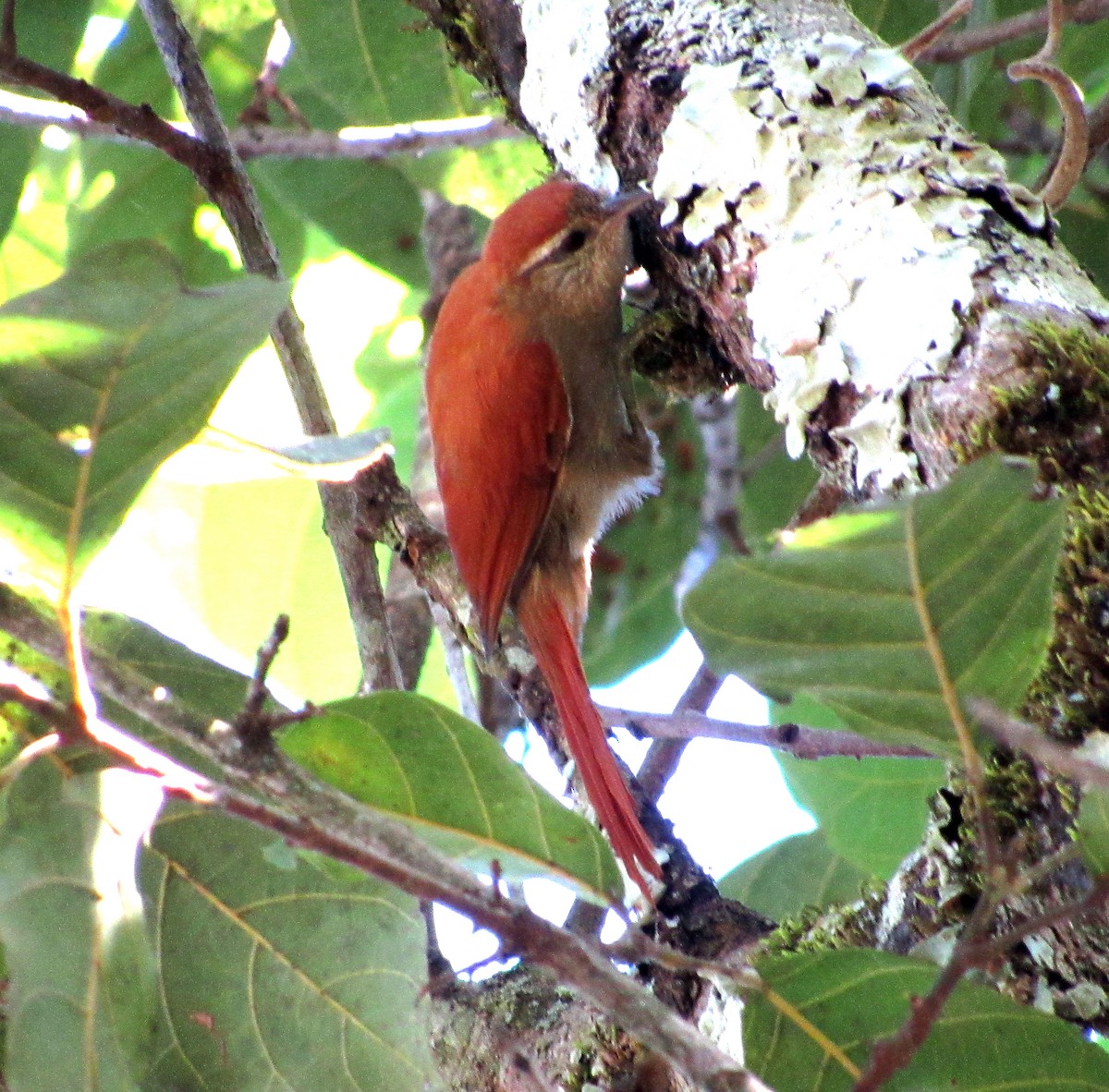 Rusty-backed Spinetail - ML620483746