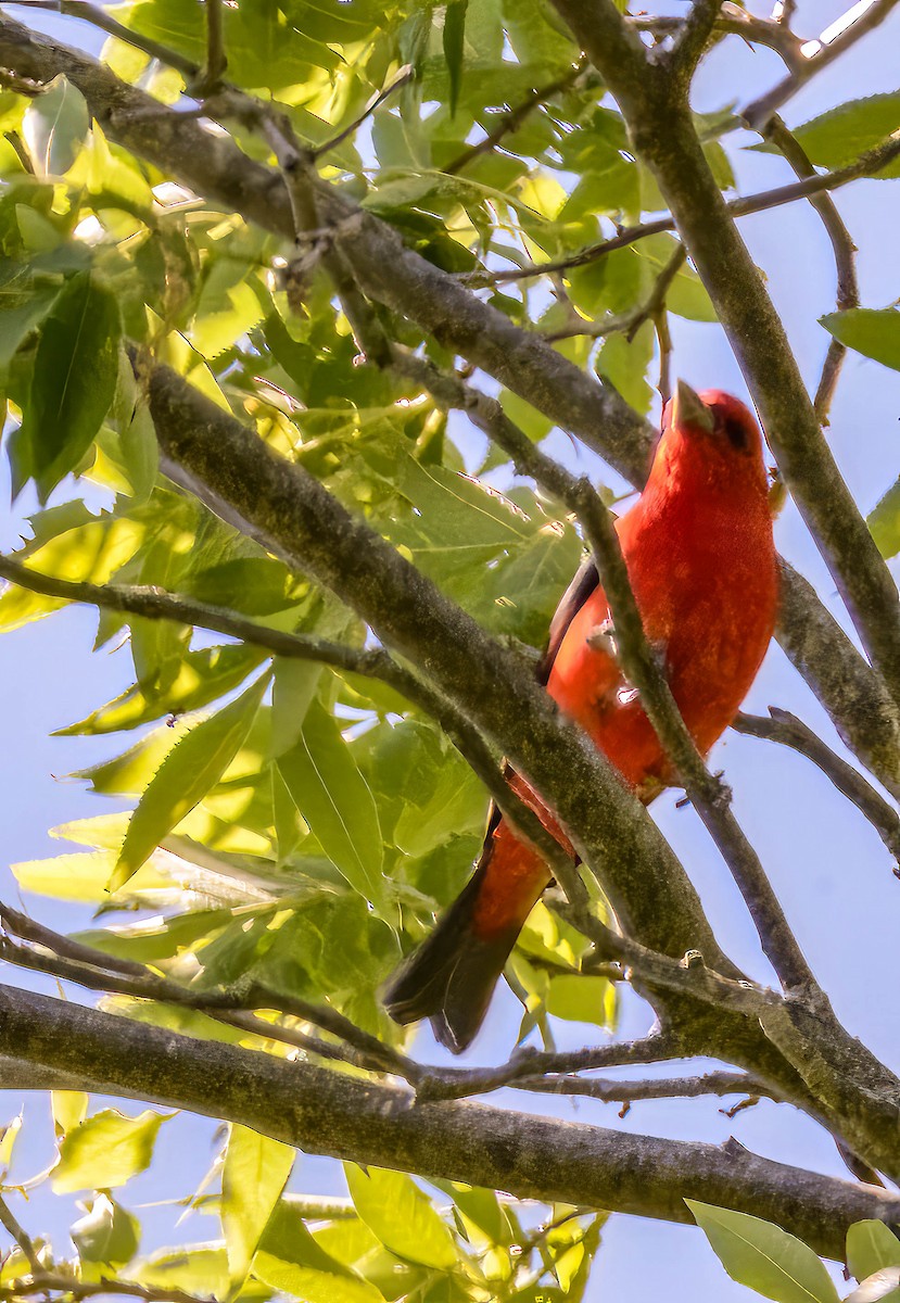 Scarlet Tanager - ML620483752