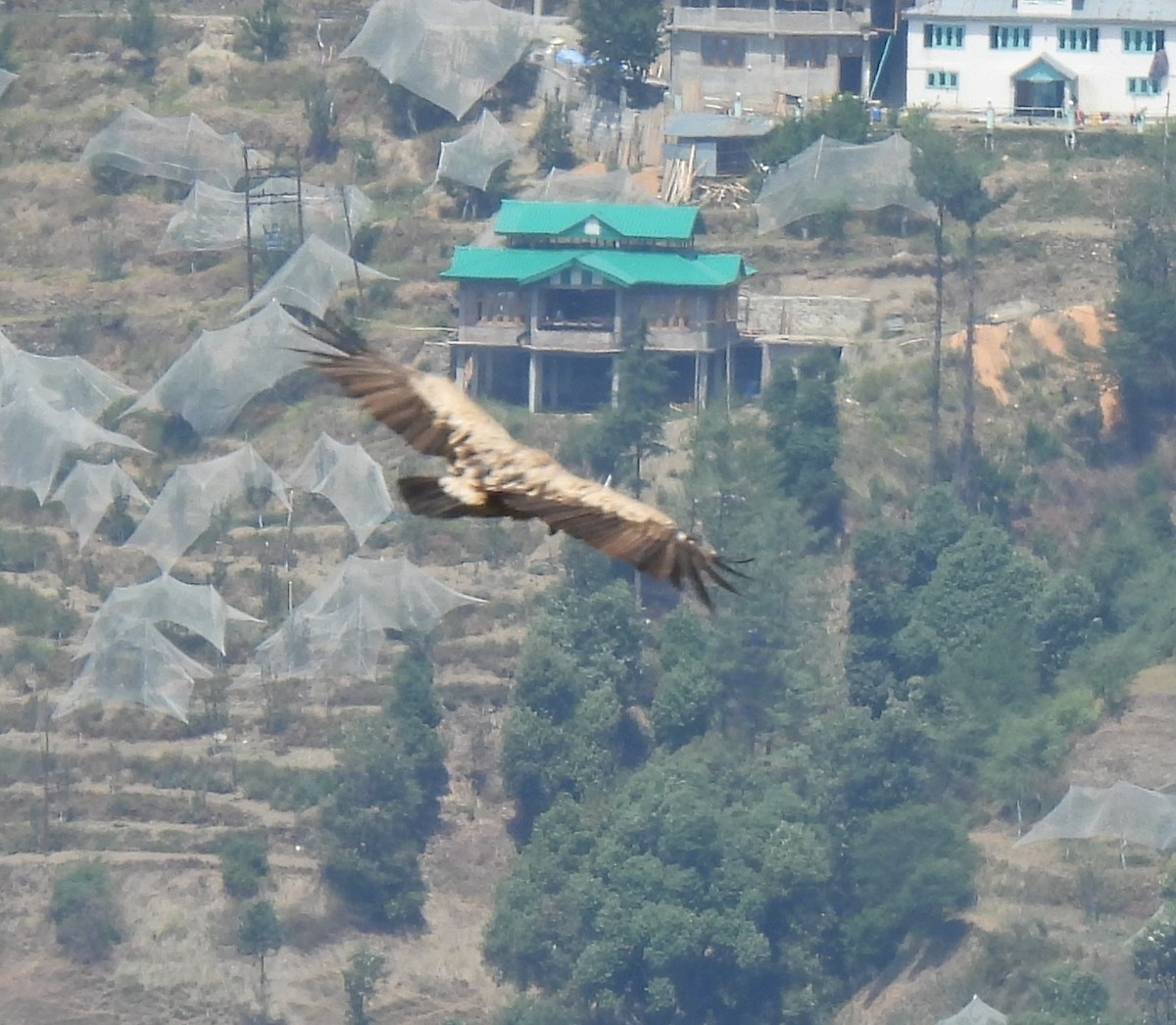 Himalayan Griffon - ML620483756