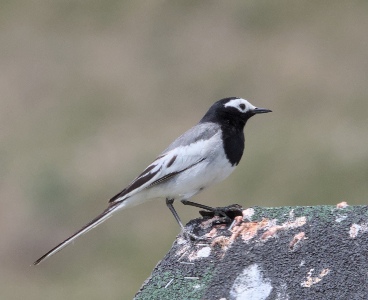 White Wagtail - ML620483759