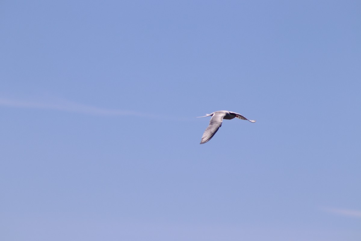 Common Tern - ML620483761