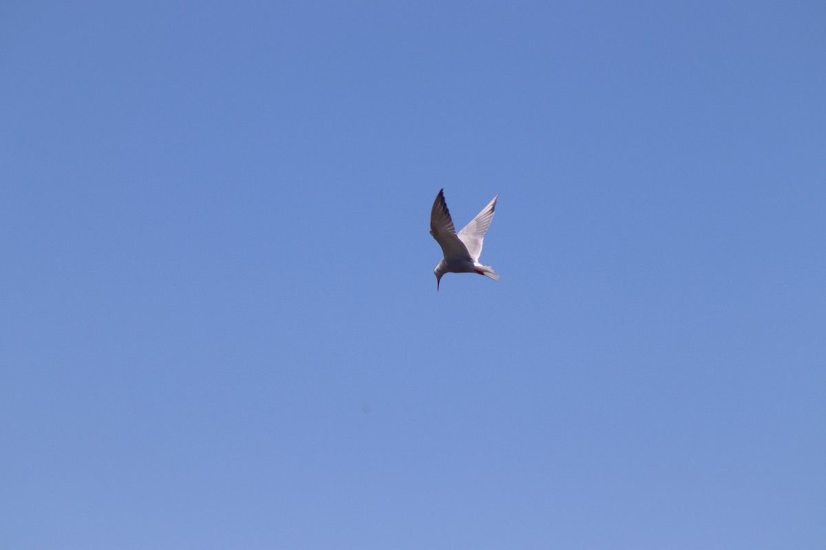 Common Tern - ML620483762