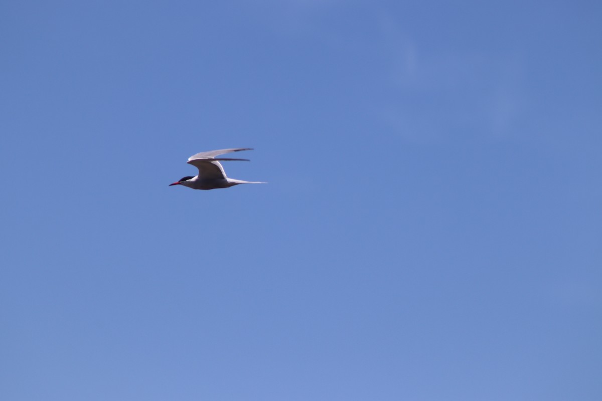 Common Tern - ML620483763