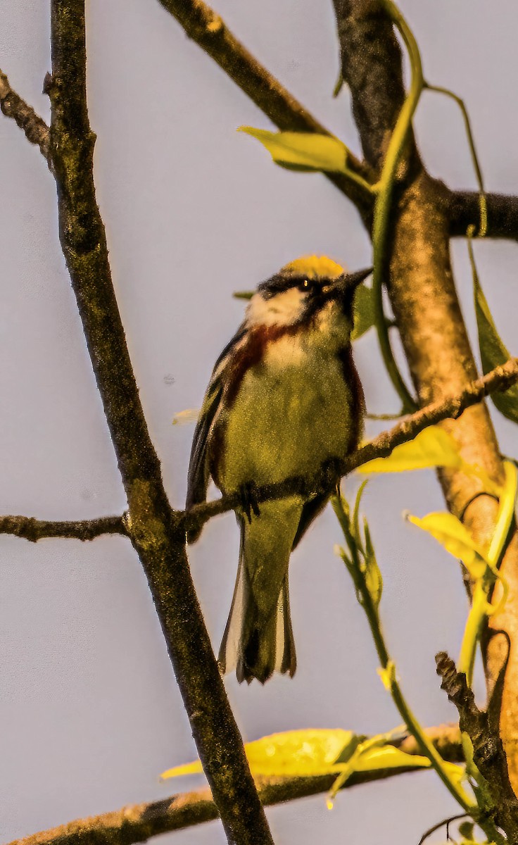 Chestnut-sided Warbler - ML620483764