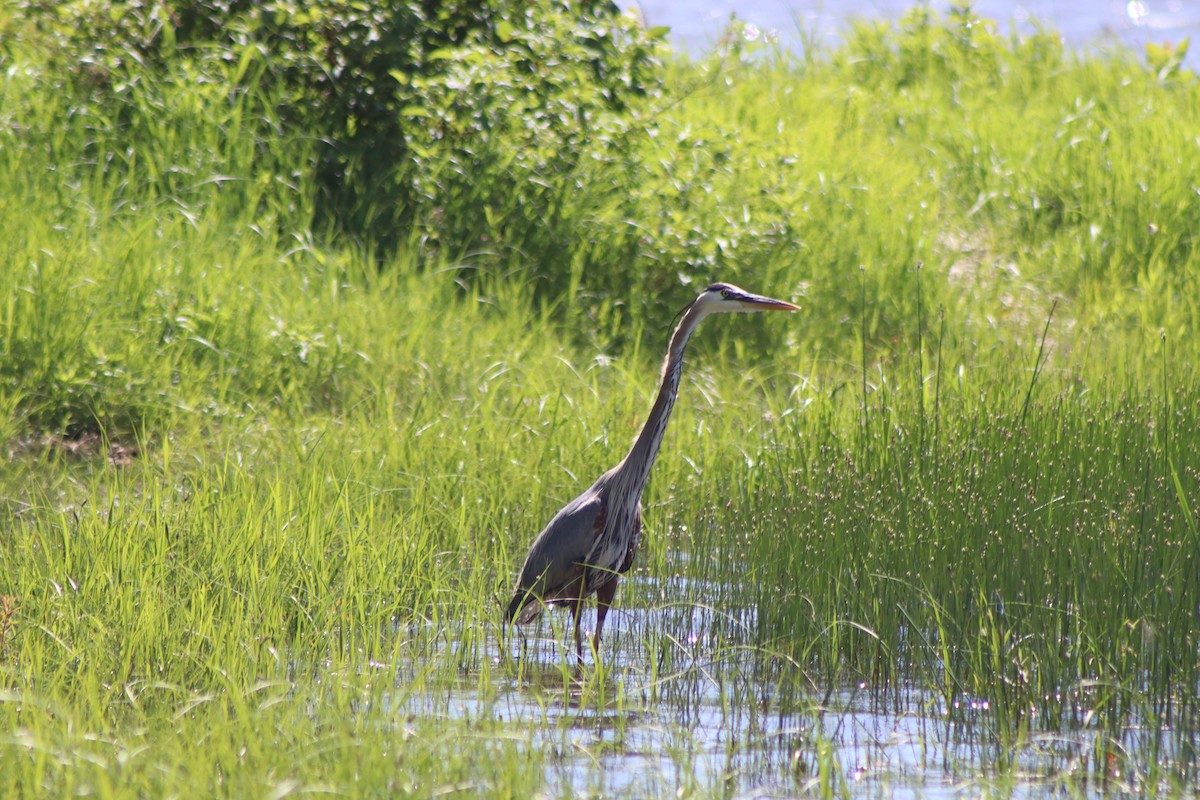 Great Blue Heron - ML620483770