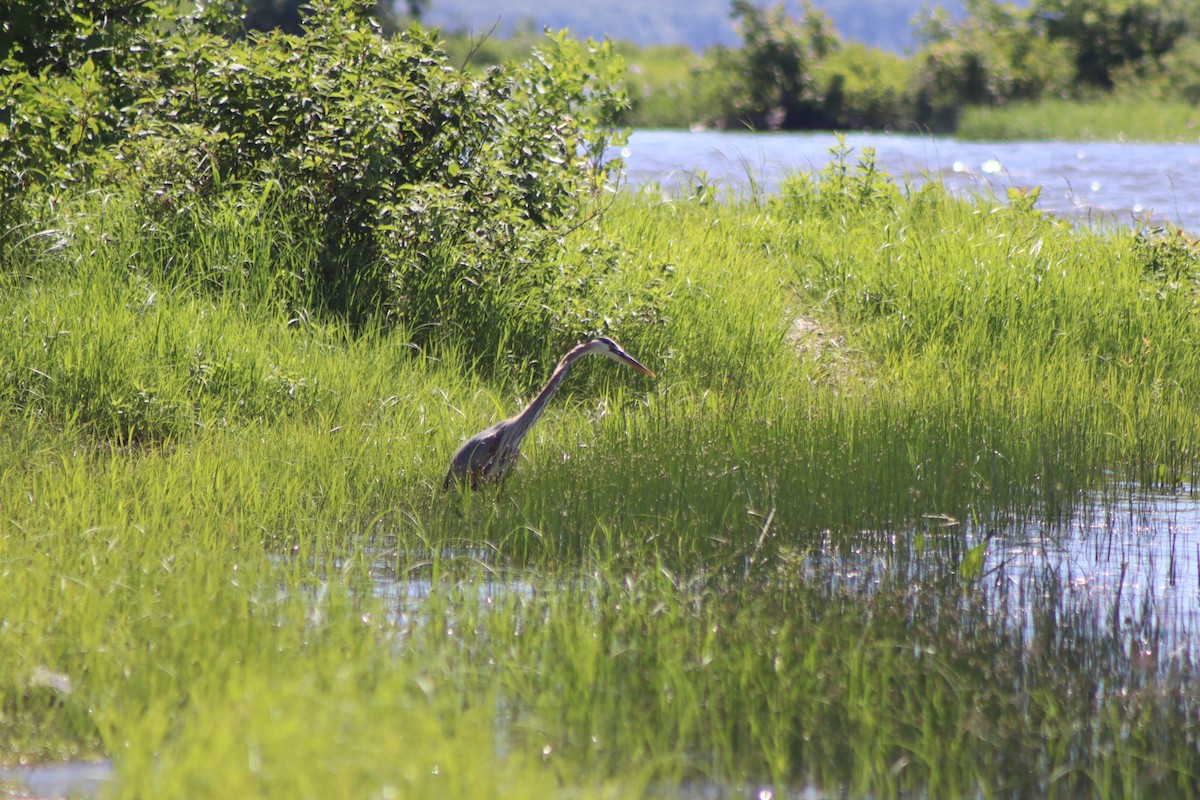 Great Blue Heron - ML620483772