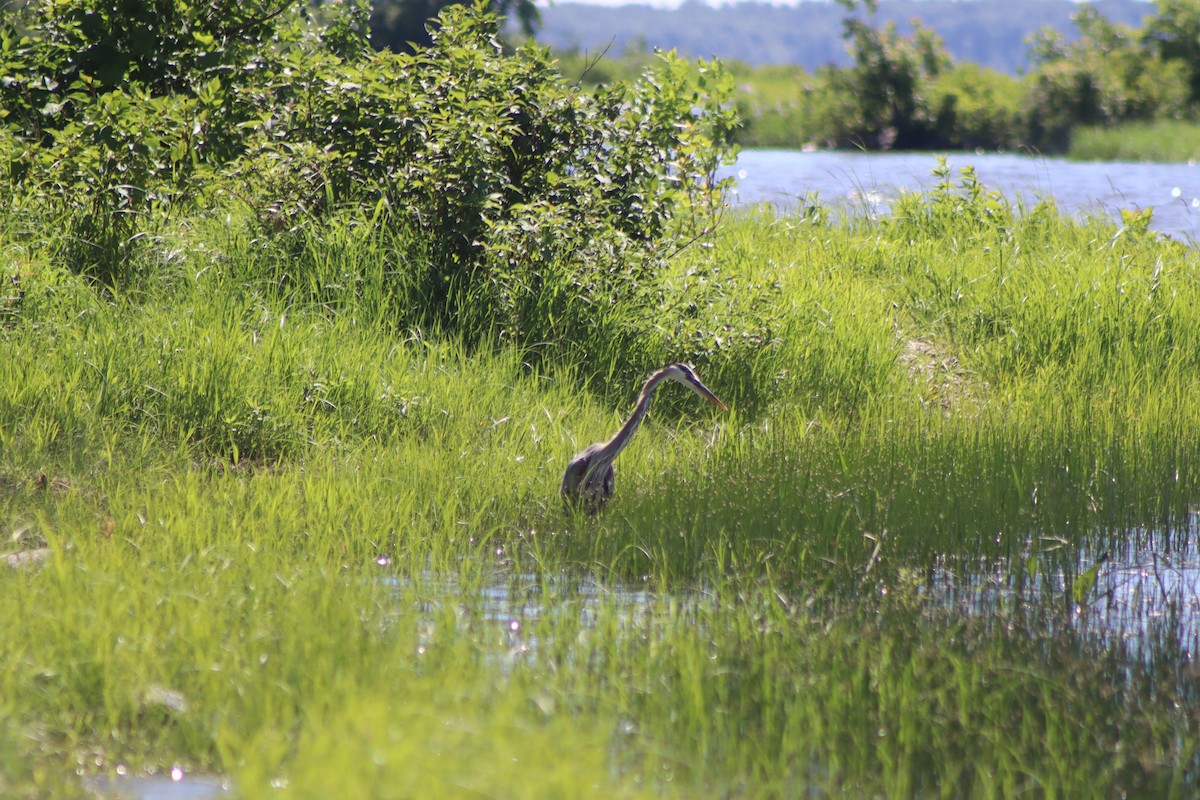 Great Blue Heron - ML620483773