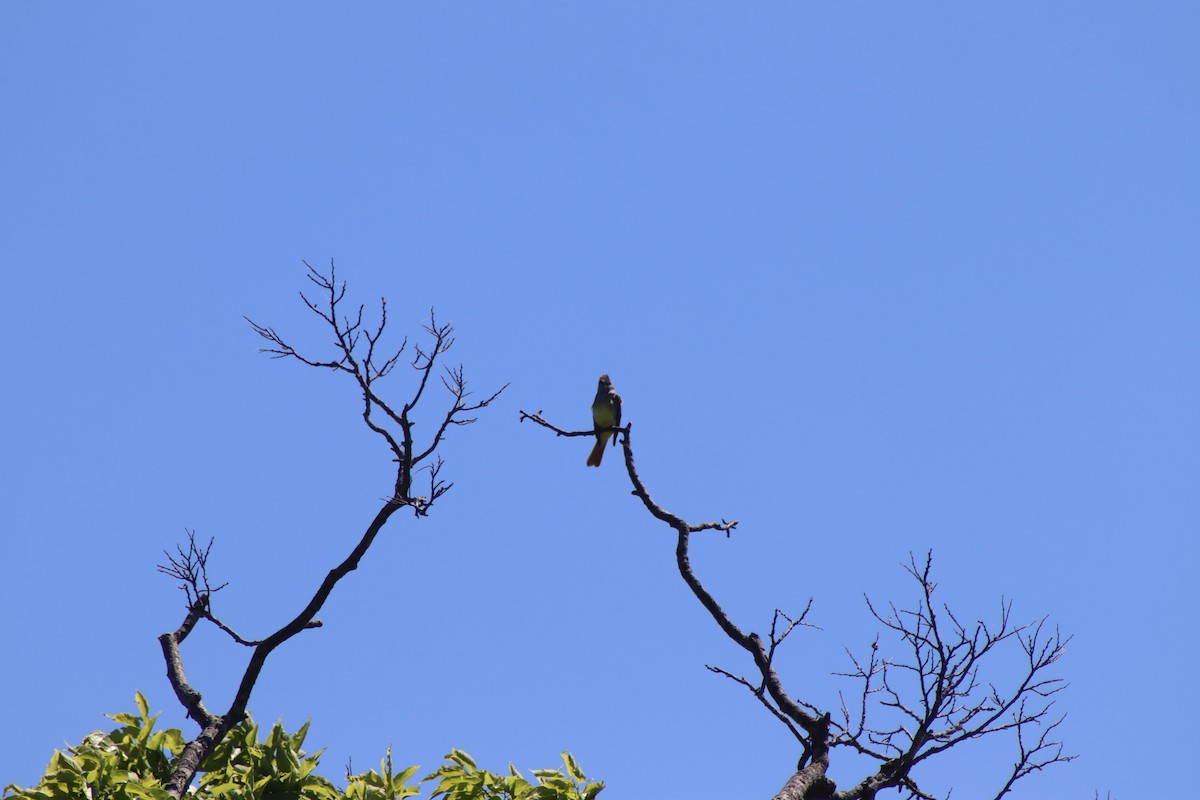 Great Crested Flycatcher - ML620483783