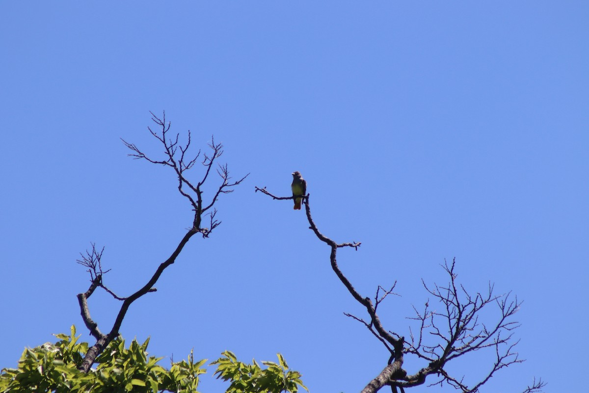 Great Crested Flycatcher - ML620483784