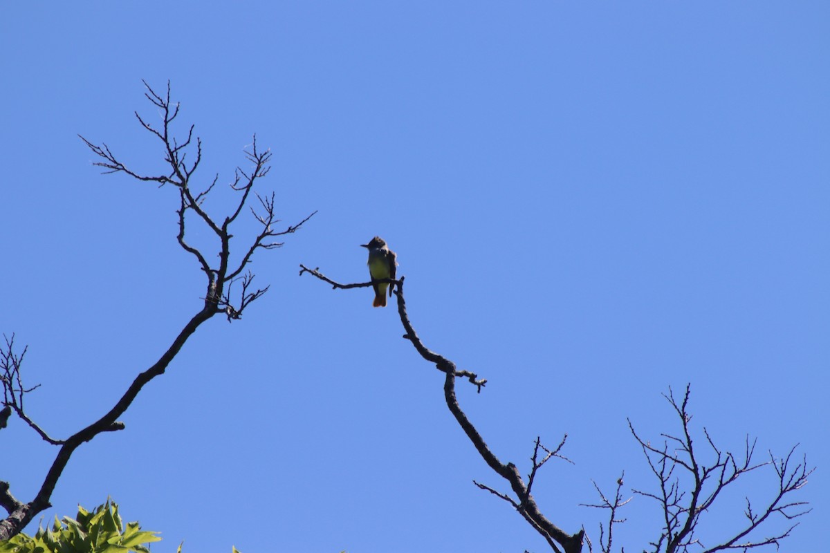 Great Crested Flycatcher - ML620483785