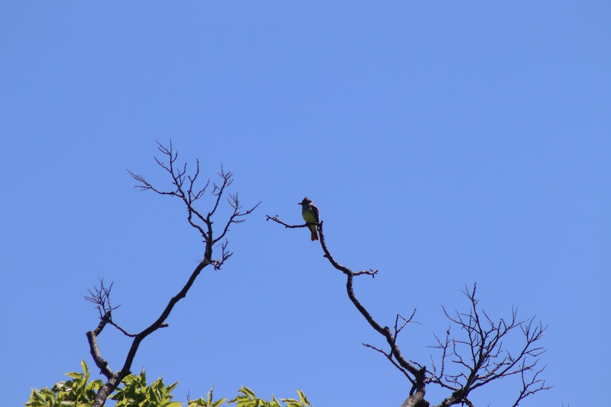 Great Crested Flycatcher - ML620483786