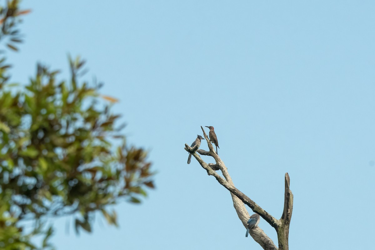 Northern Flicker - ML620483792