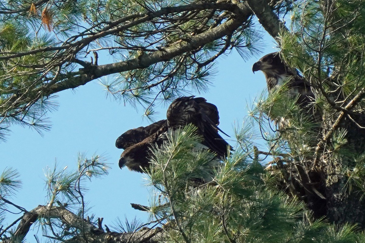 Bald Eagle - ML620483794