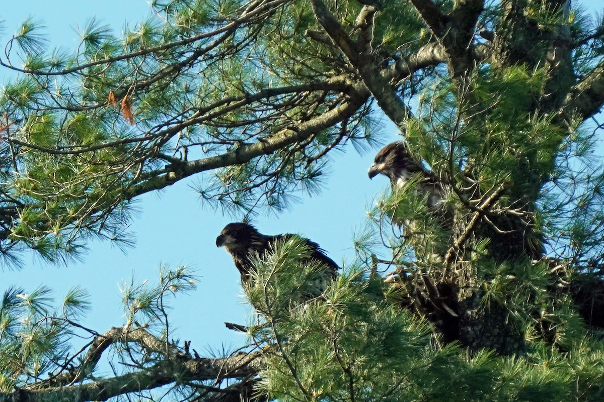 Weißkopf-Seeadler - ML620483798