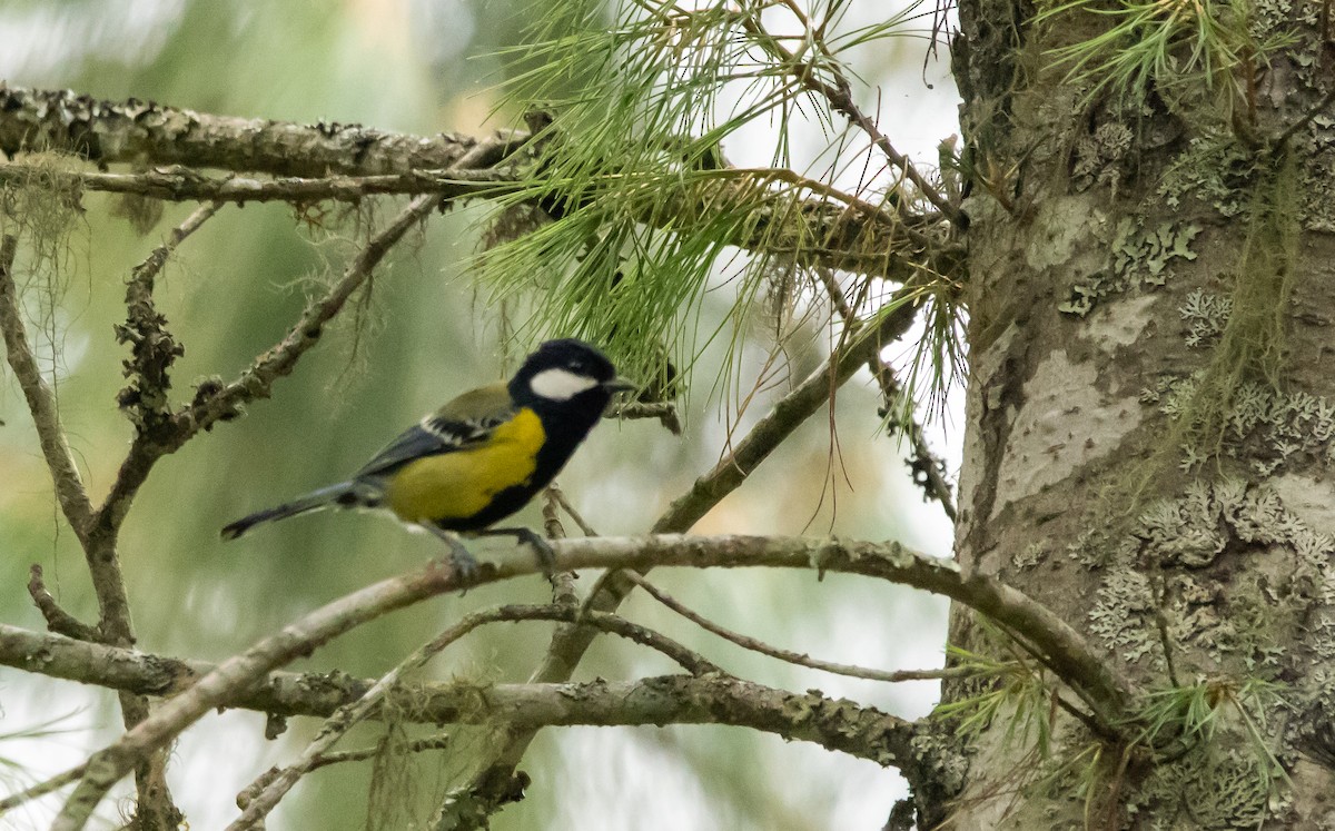 Green-backed Tit - ML620483800